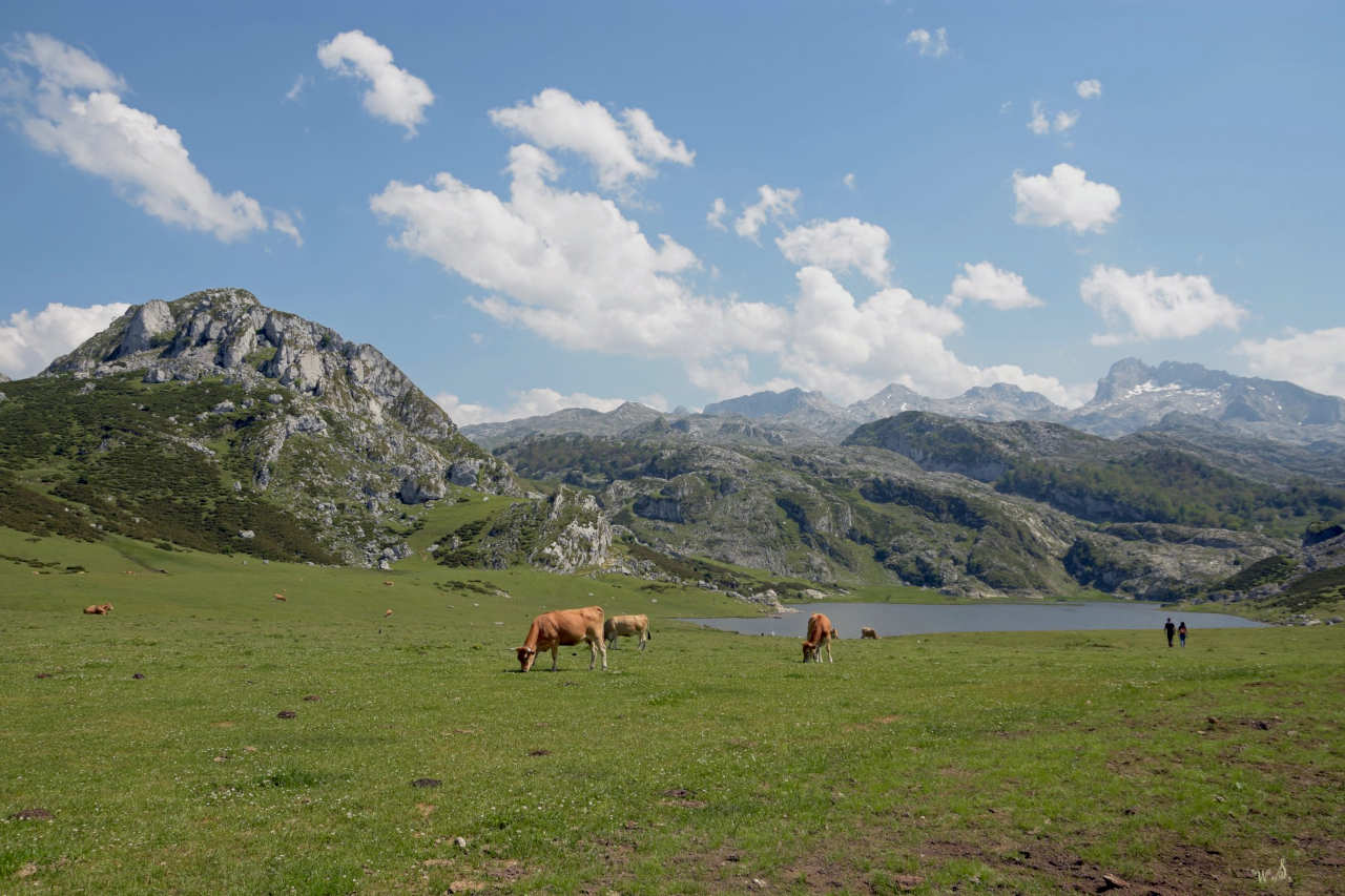 Discover the art of cheesemaking in Asturias
