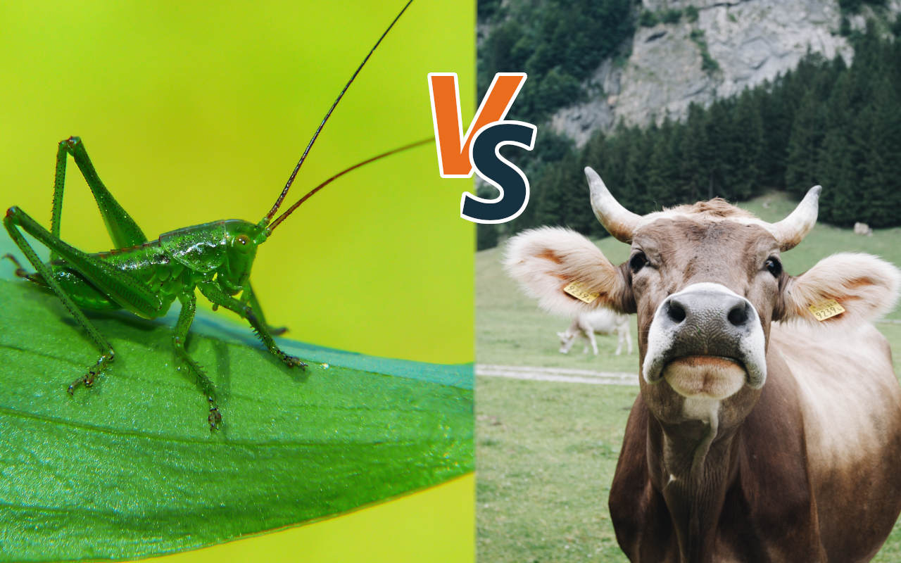 Bugs on the dinner table!