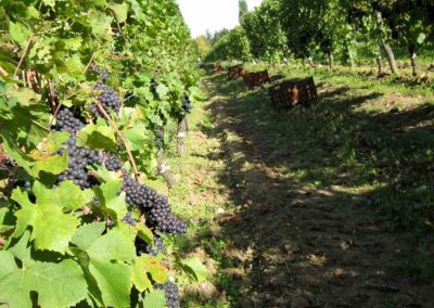 manual harvest organic vineyards loire valley