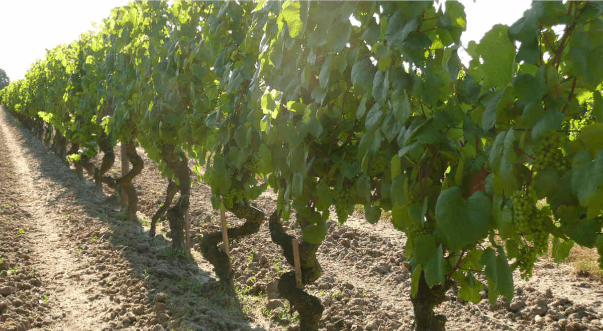 Old vines indigenous grape Romorantin