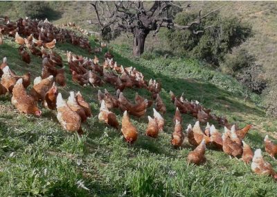 Free range chicken Andalusia Spain
