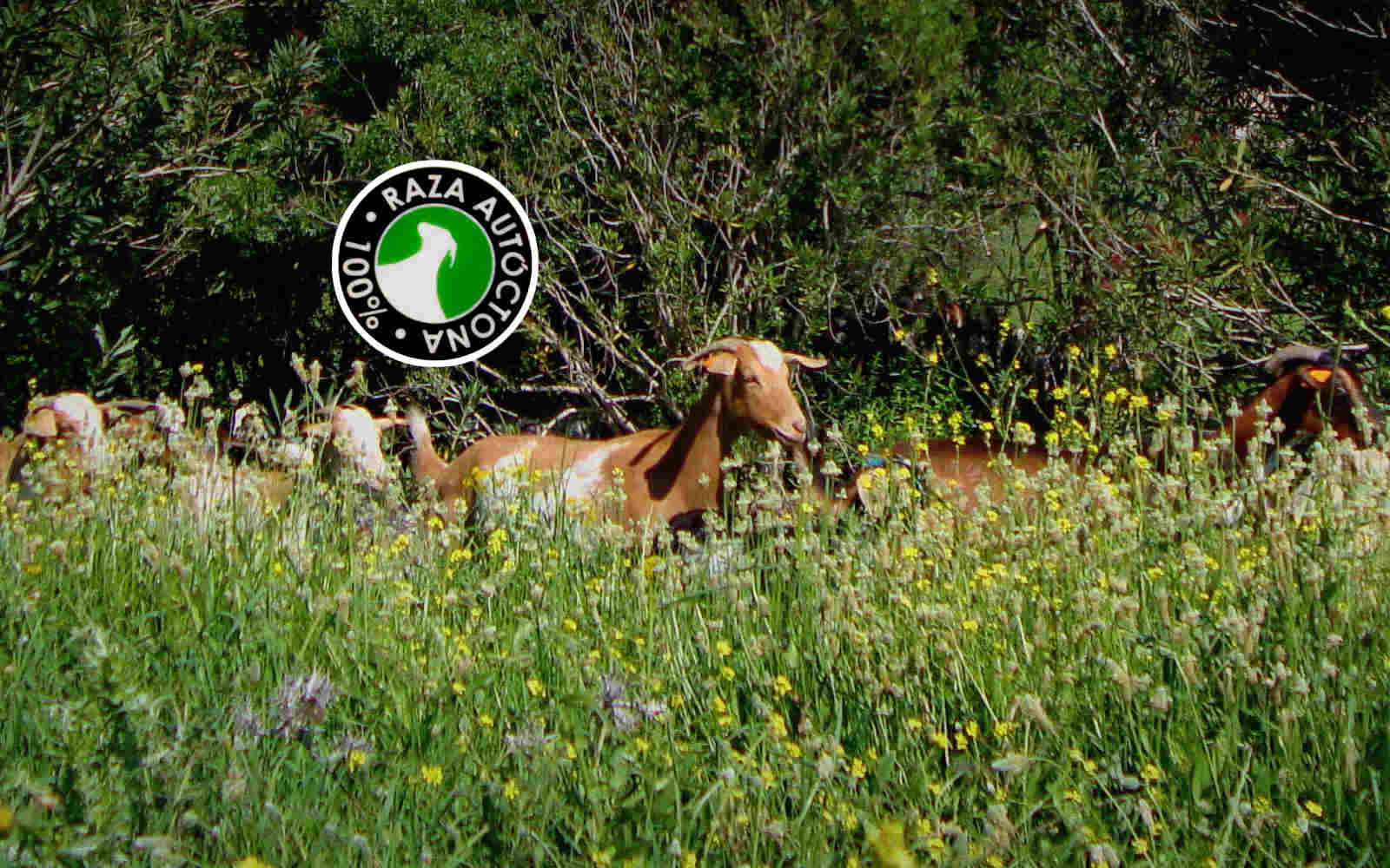Excellence from Andalusia: the Payoyo Cheese