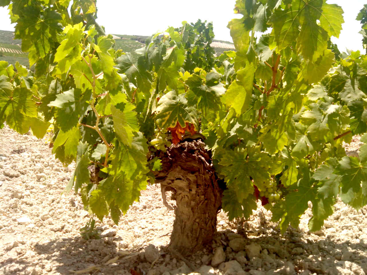 Pedro Ximenez grape, the indisputable queen of Montilla Moriles