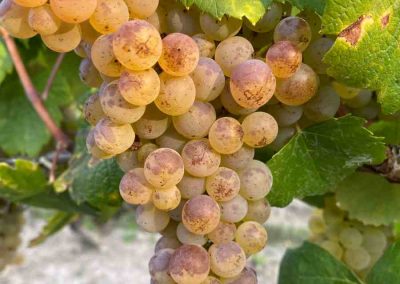 Romorantin native grape Cour Cheverny France