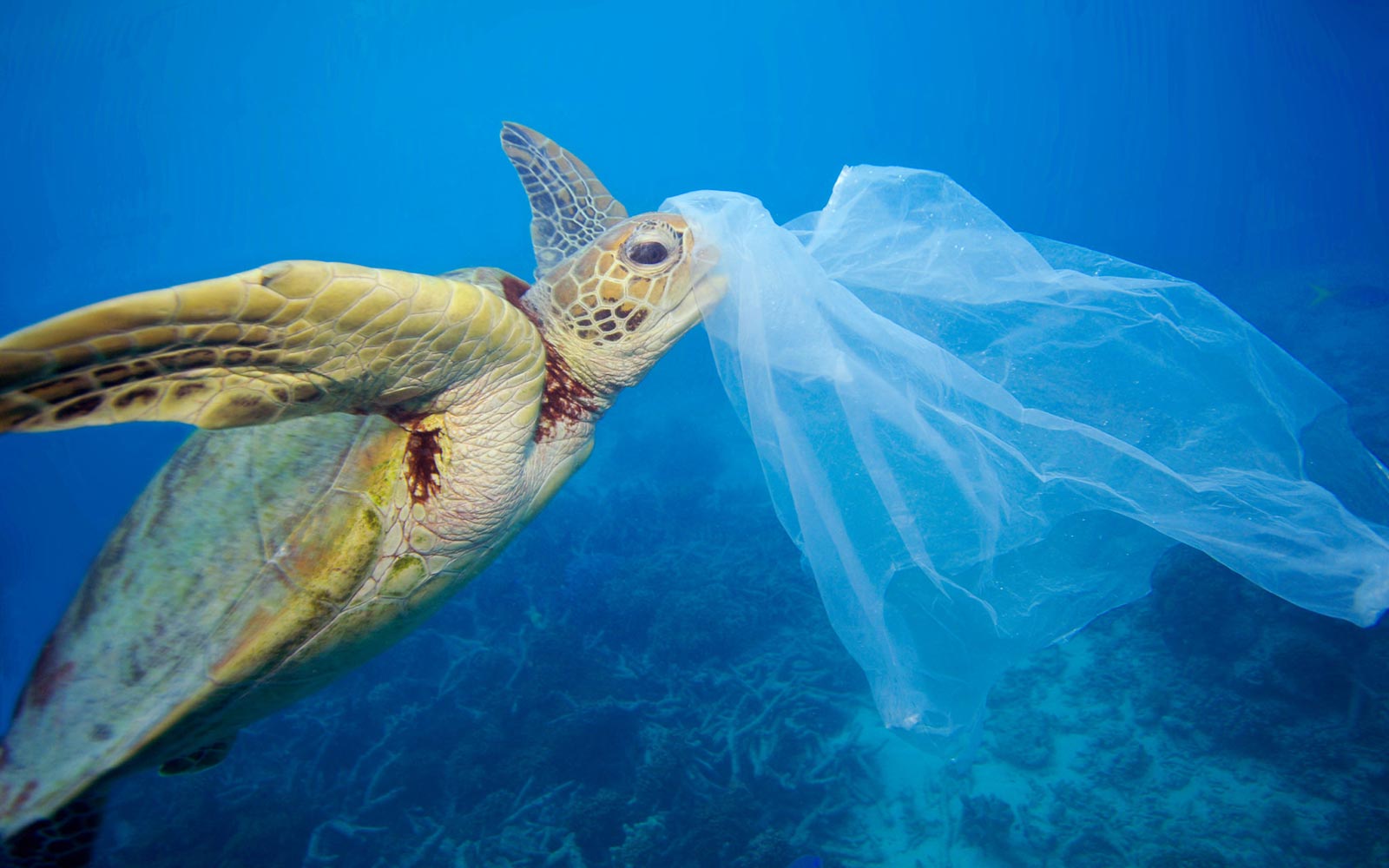 Help reduce waste by getting creative with single-use plastic