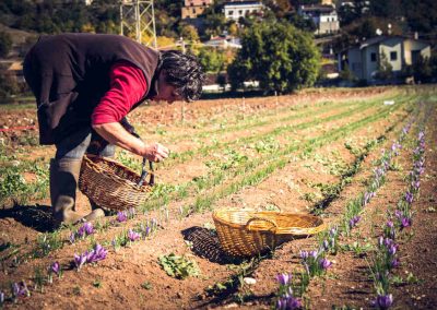 Cultivation saffron Italy Abruzzo