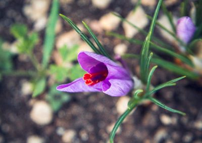 Flower saffron l'Aquila