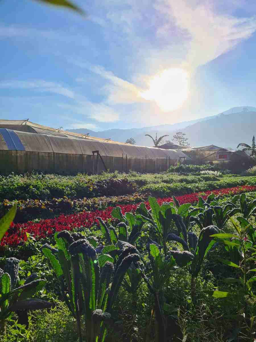 Organic farmer to visit in Guatemala 
