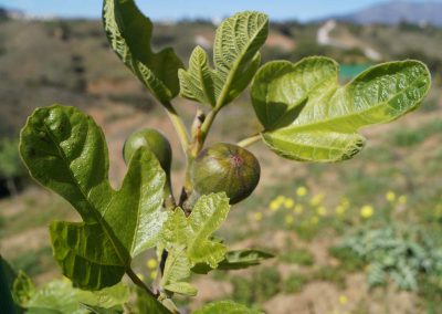 Fresh figs organic farming, Malaga Spain