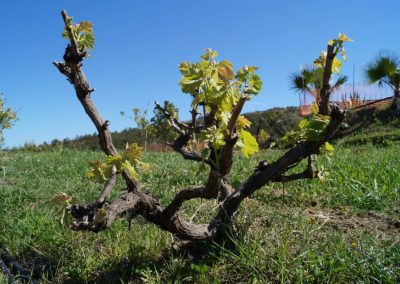 Organic grape Malaga, Spain