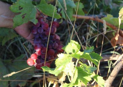 Uvas en granja ecologica Malaga