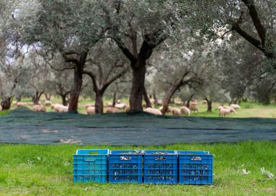 Harvest at Kyklopas Greek olives