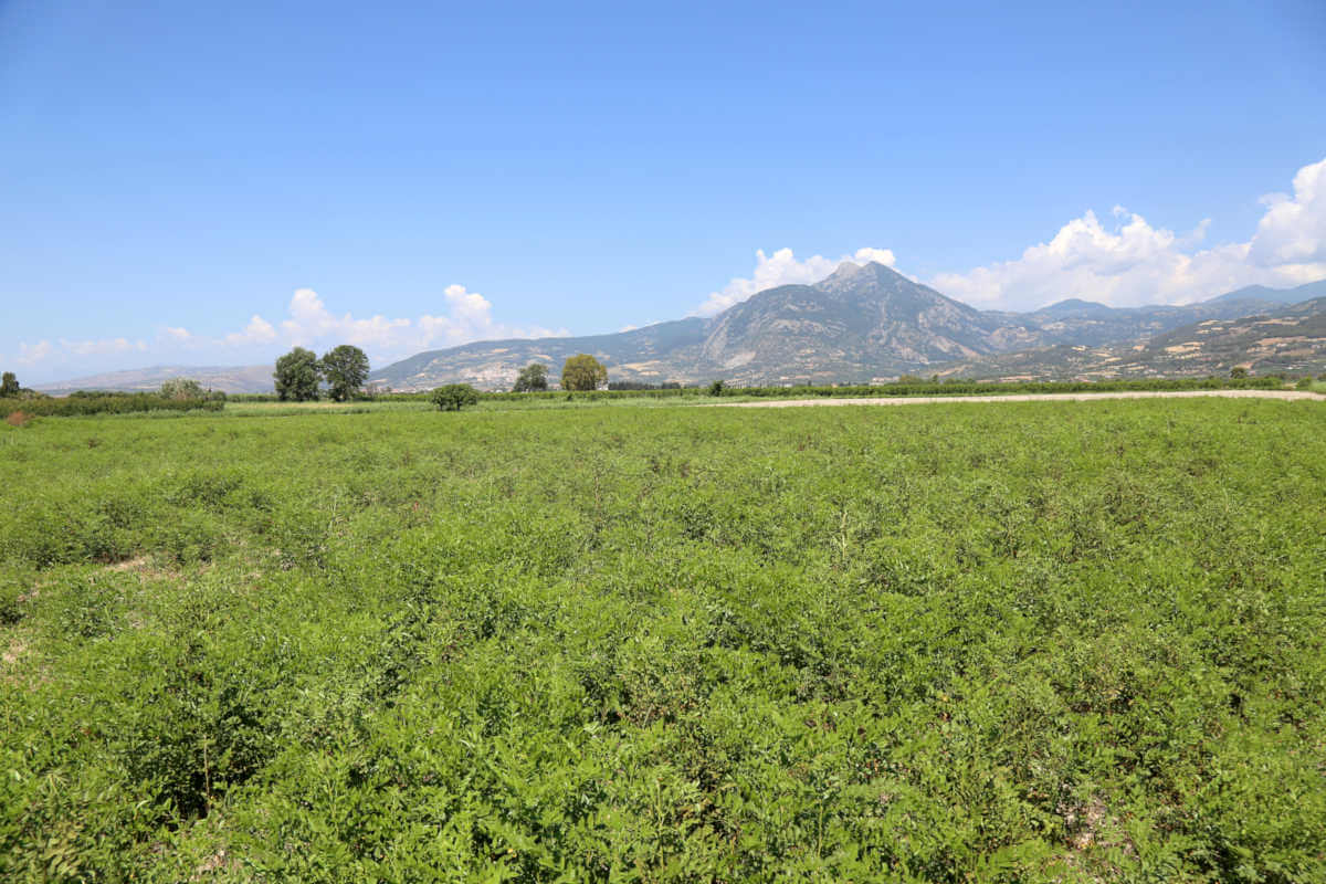 Calabrian licorice: a world heritage of taste