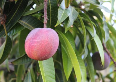 Variedades de mango en España