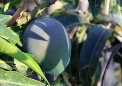 Pequeños productores de mango en Malaga