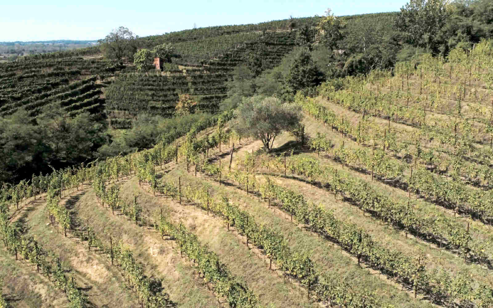 Indigenous grape Picolit