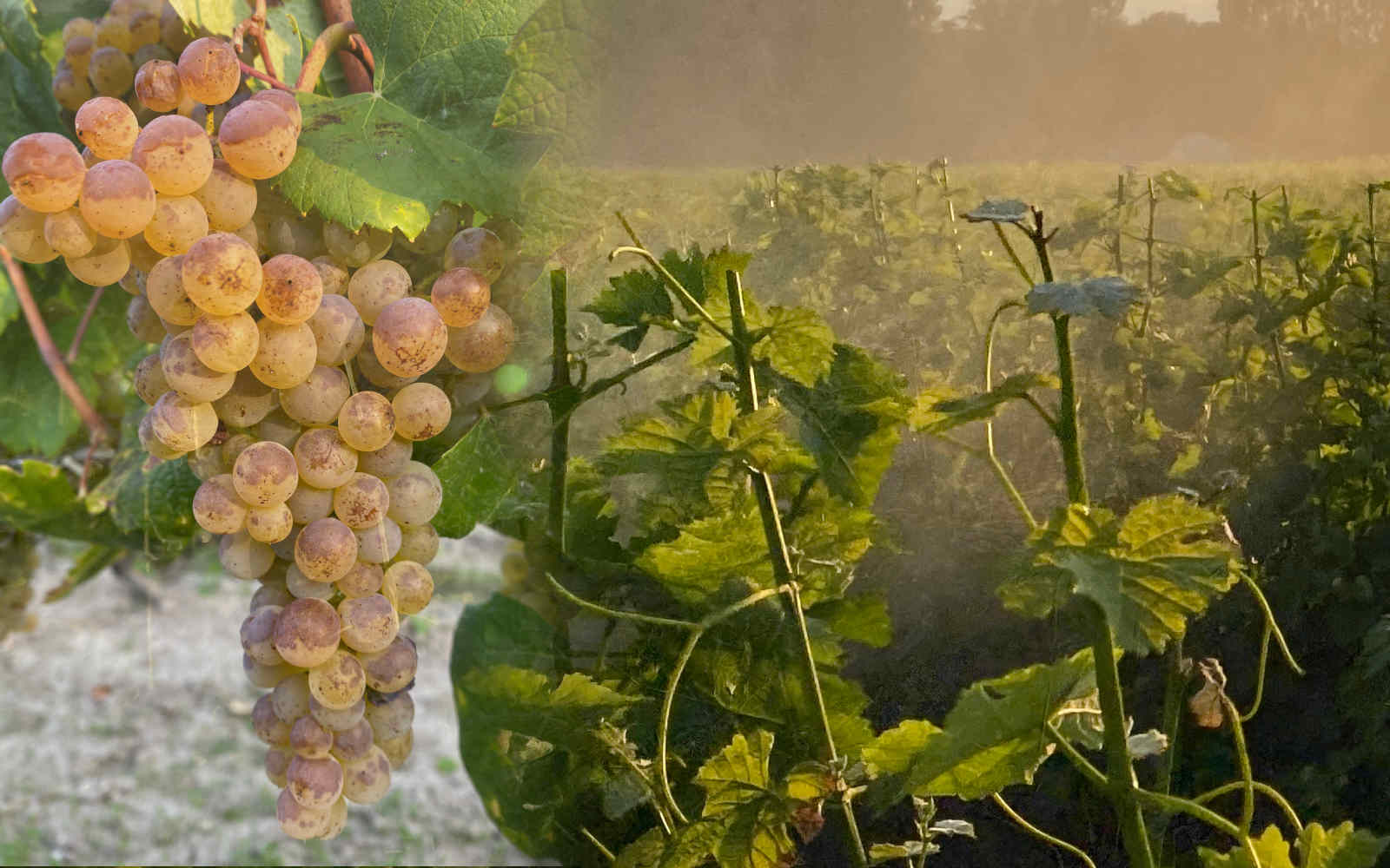 The Romorantin Grape, A Rare Variety Loire Valley GoodProducer