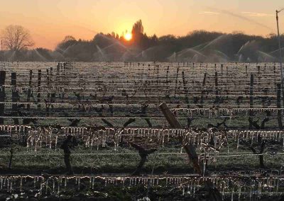 Fighting frost organic vineyards loire france