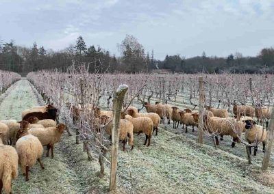 Wine producers france using biodynamic practices